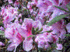 flower show2004 011.jpg